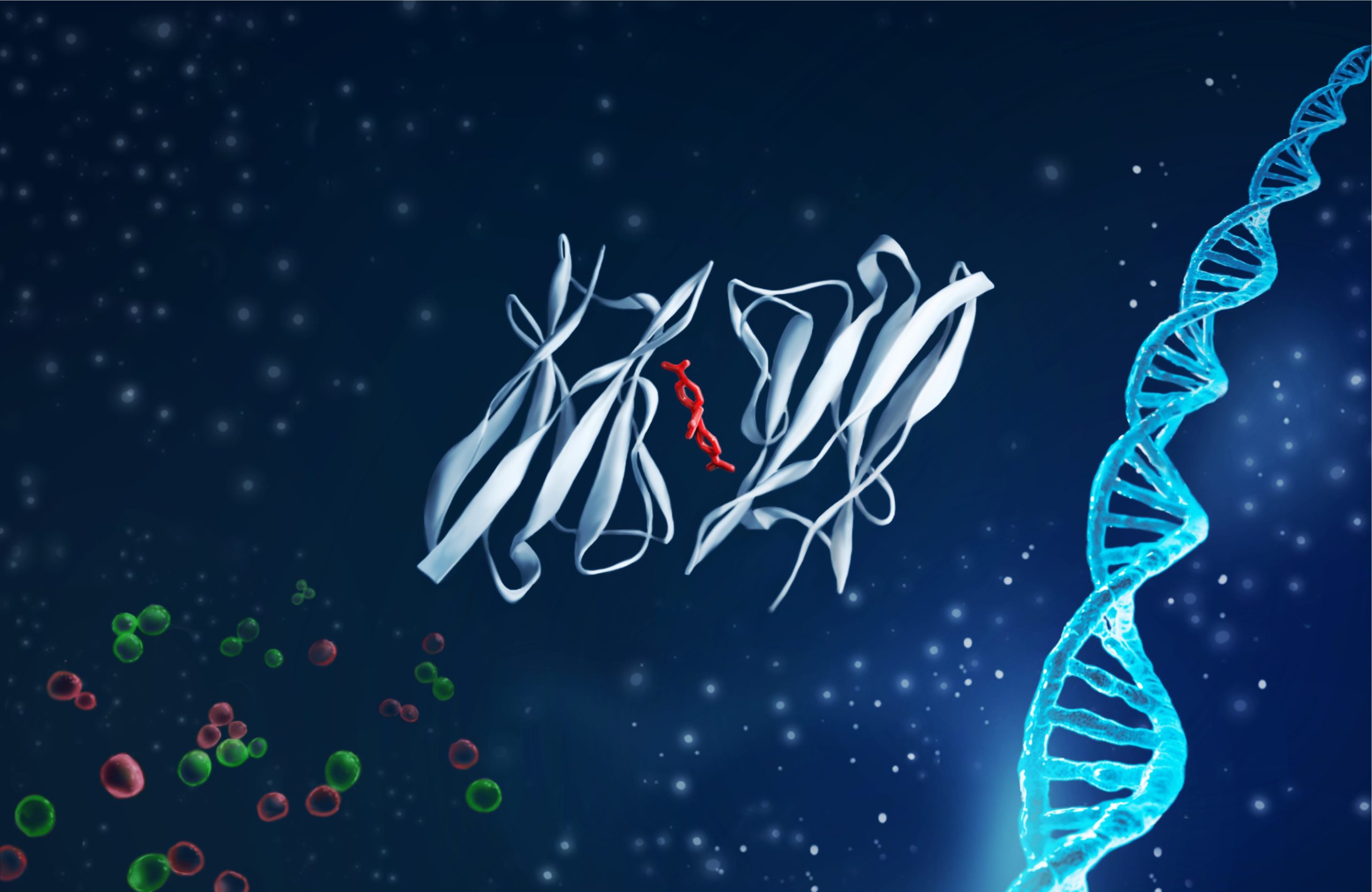Biocognon
