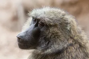 an olive baboon