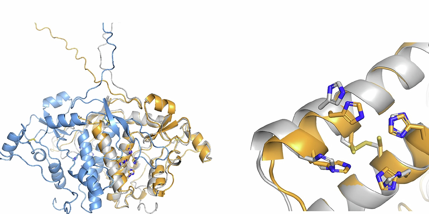 Illustration of enzymes
