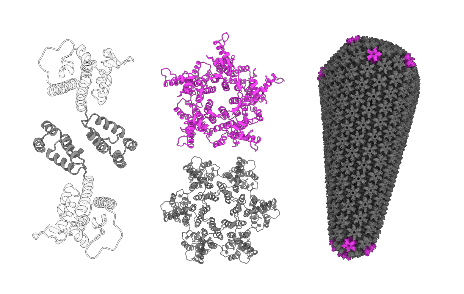 HIV-1 capsid protein in the dimer form (left), in pentamer and hexamer (center), and in the assembled capsid (right).