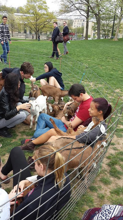 Be Deluty sits in a pen and holds a baby goat.
