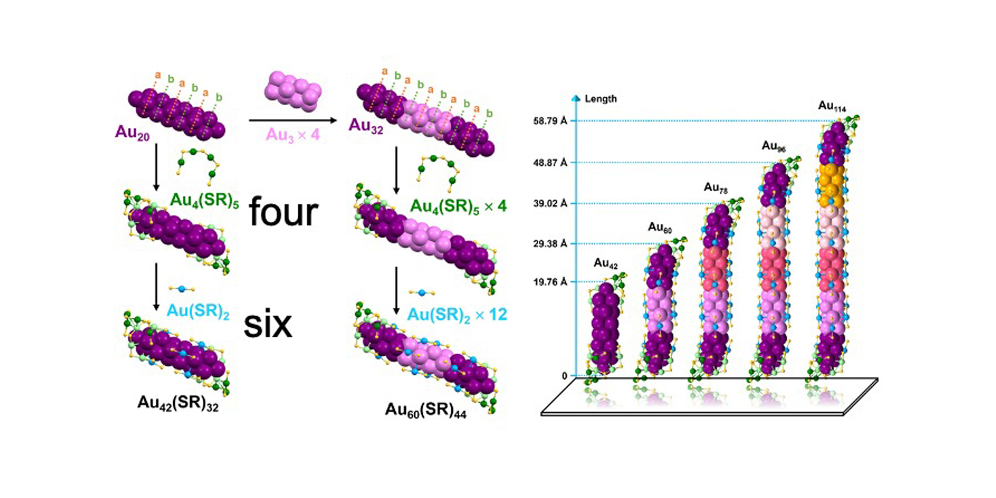 Illustration of the structure of gold quantum rods of various sizes.