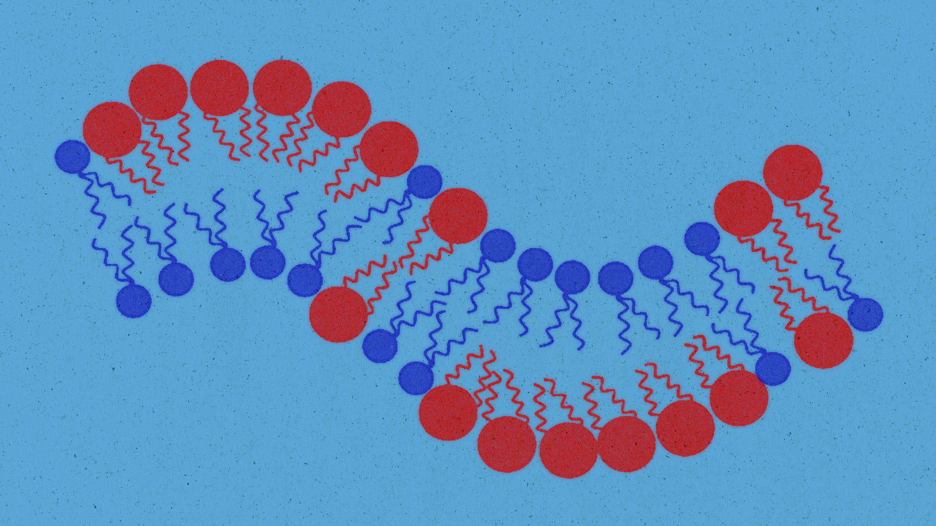An artist's depiction of a cell membrane with phospholipids of different sizes.