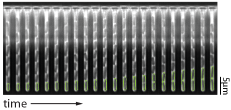 Image shows a "mother machine." Under a microscope, it visually resembles a tiny, translucent comb made of parallel lines, where bacteria line up single-file inside microscopic channels to divide and age while fresh growth media flows past them.