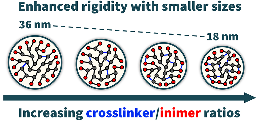  Tunable size achieved through varying cross-linker/inimer compositions. Source: Proceedings of the National Academy of Sciences
