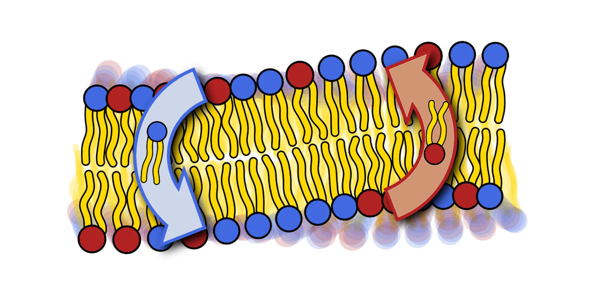 Illustration of a lipid bilayer. The lipids have yellow tails and either blue or red heads.