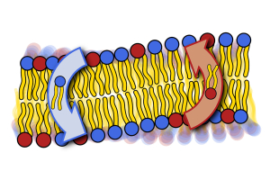 Illustration of a lipid bilayer. The lipids have yellow tails and either blue or red heads.