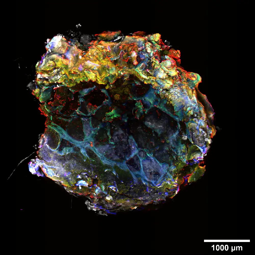 Fluorescent view of mouse tissue under magnification.