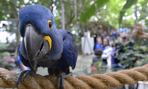 The National Aviary