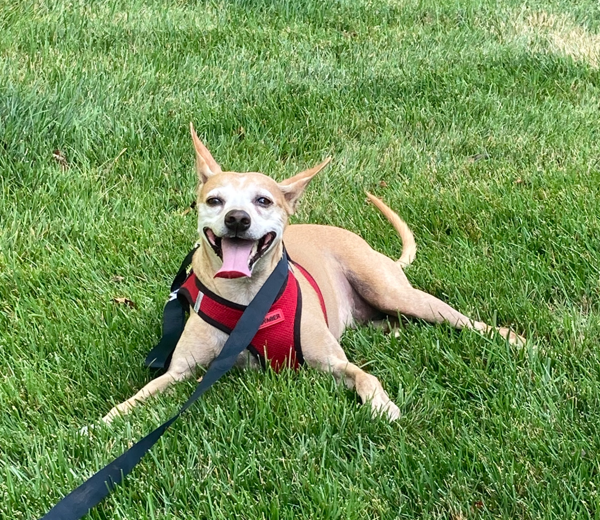 photo of a dog laying in grass