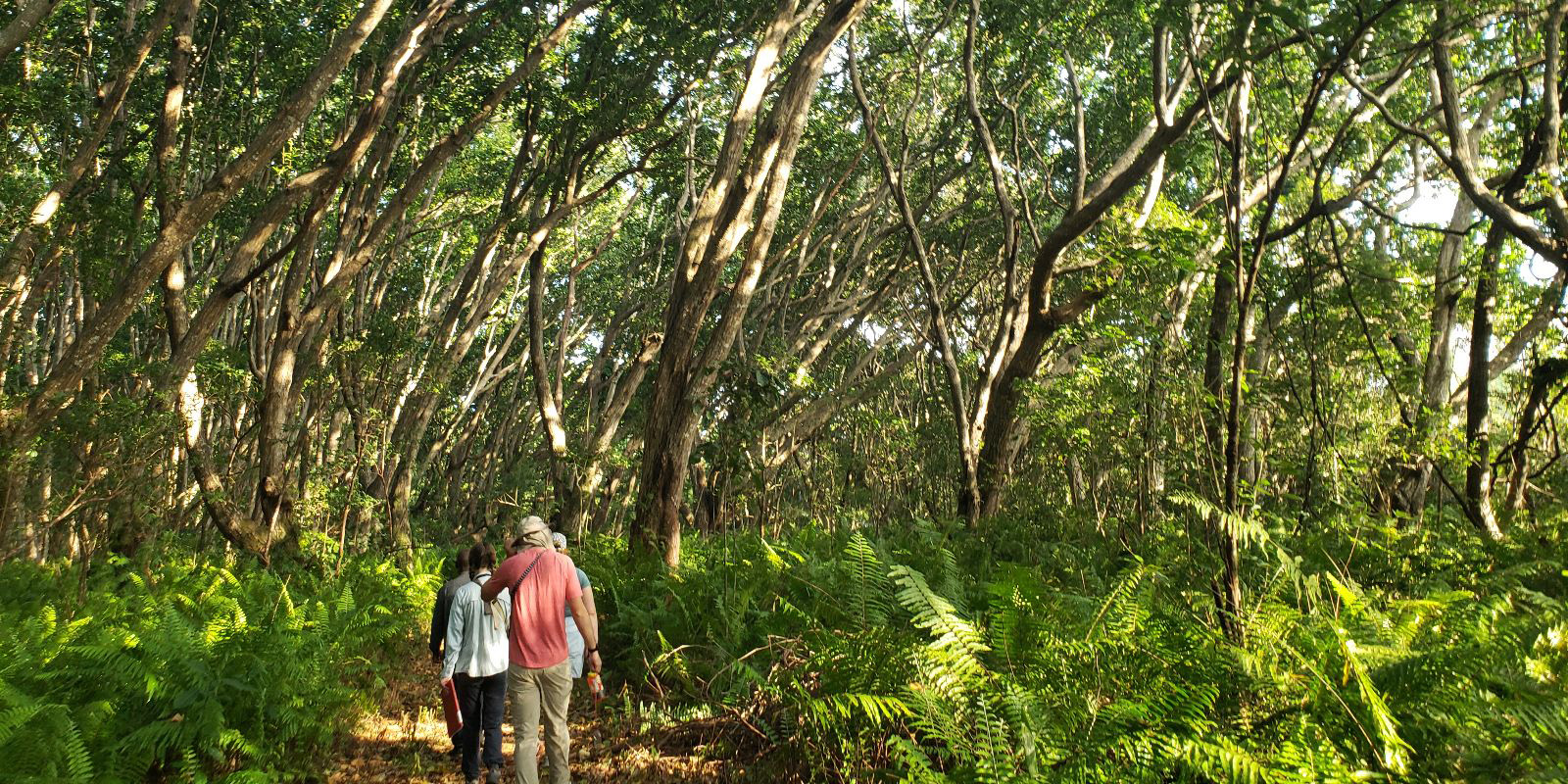 Image of a group walking into the forest