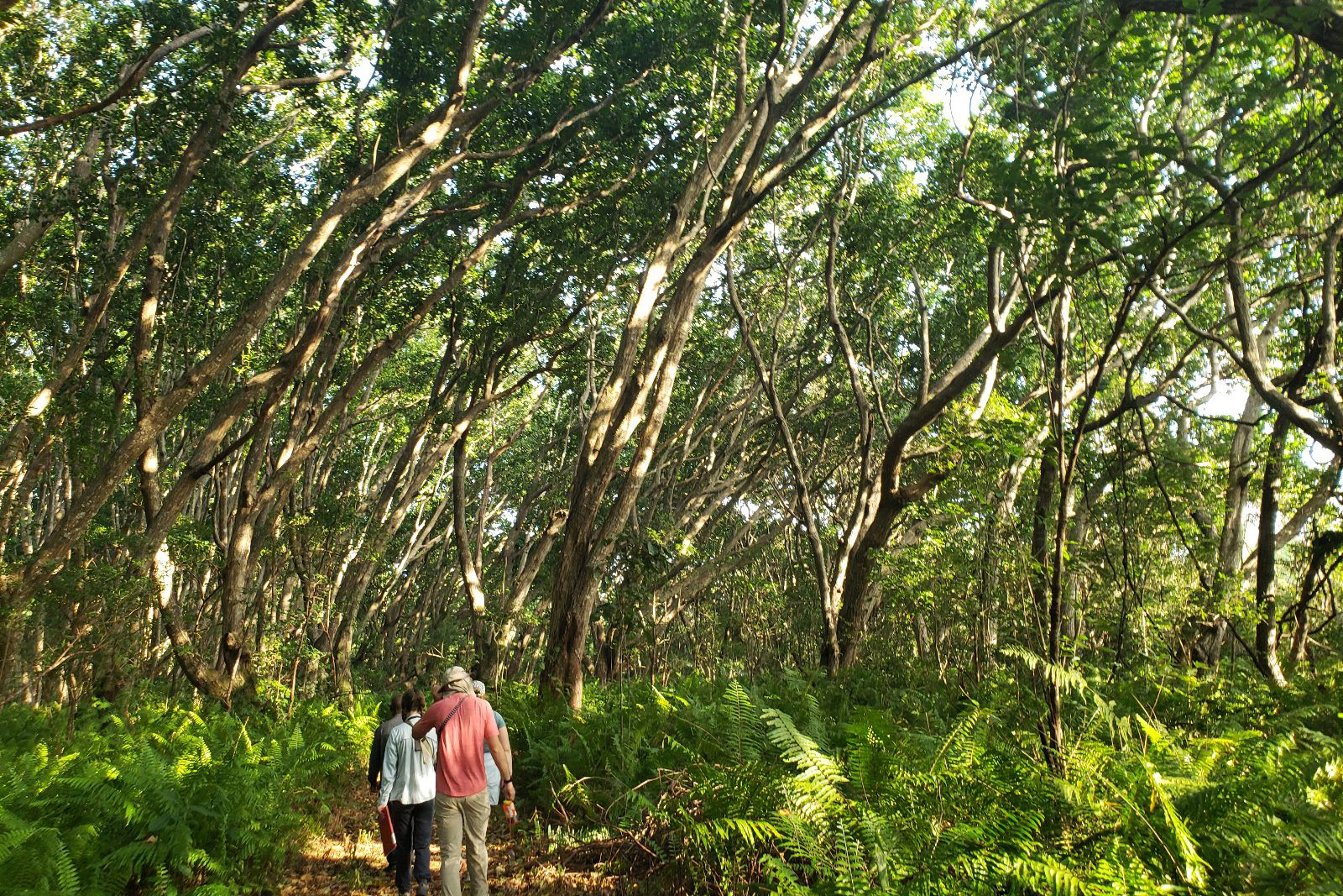 Image of a group walking into the forest