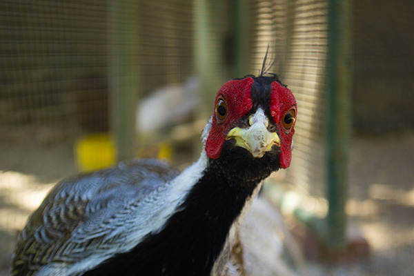 Animal Honorable Mention