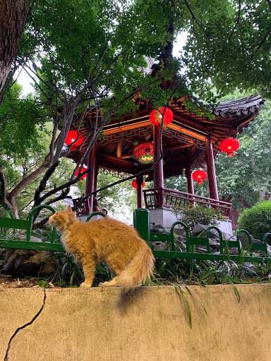 Cat on a wall outside pogoda in Nanjing