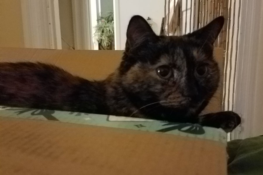 Tortoise shell cat sitting in a box.