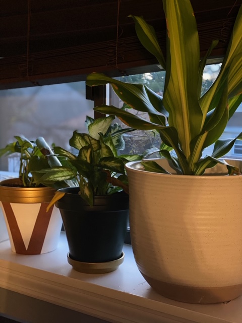 Row of plants on a windowsill. 