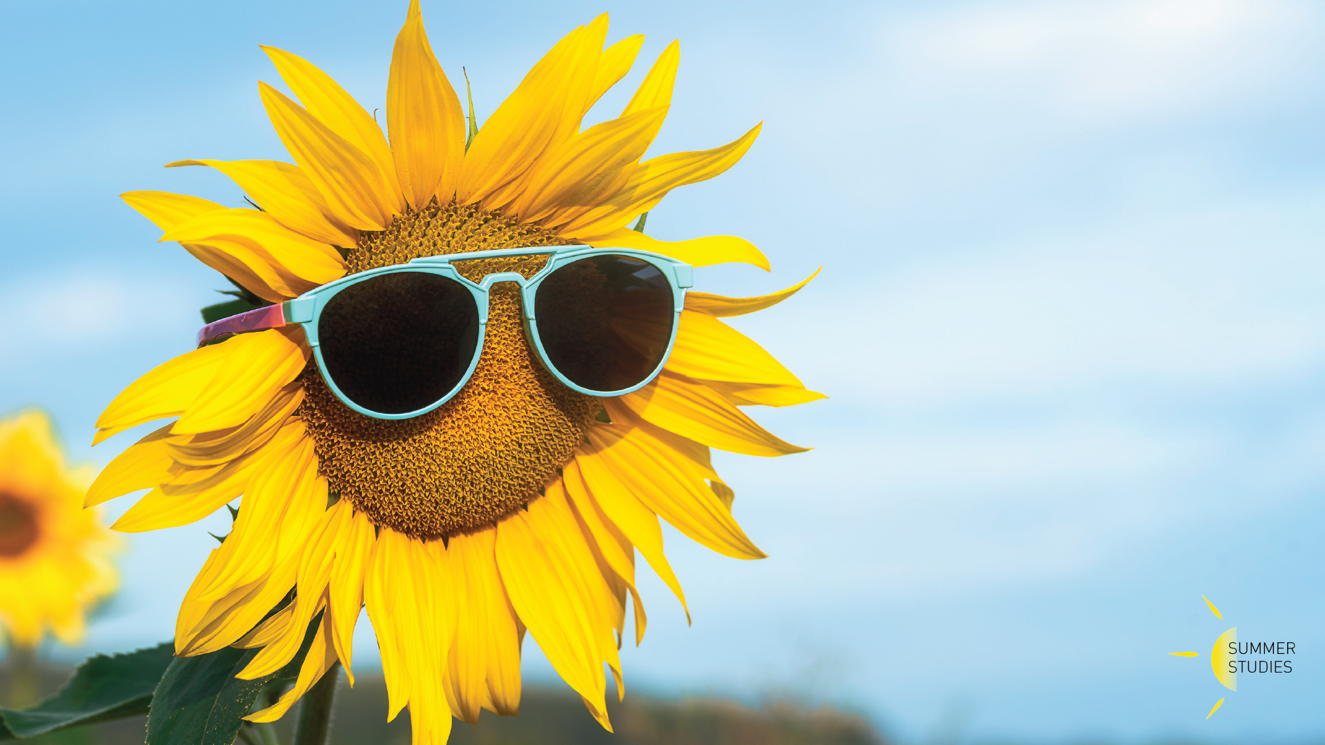 sunflower in sunglasses