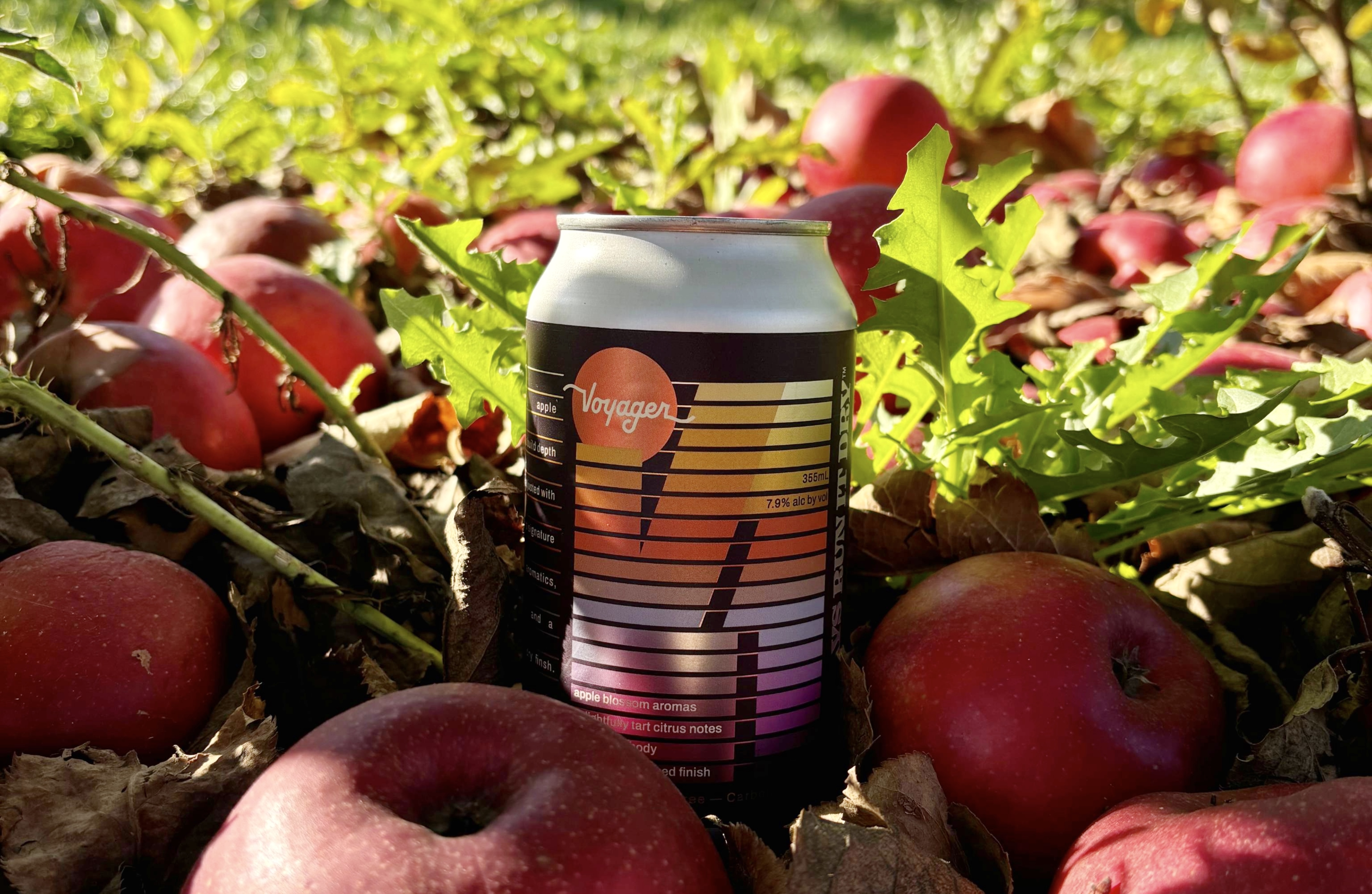A can of hard cider sitting among a field of apples.