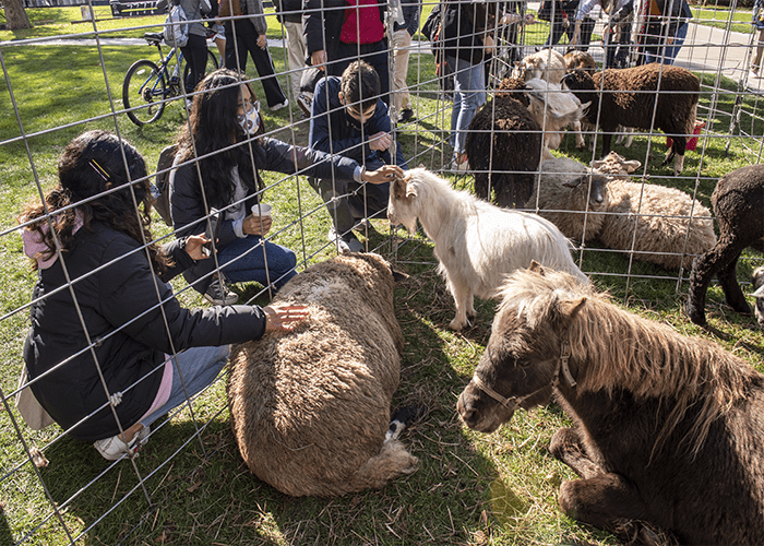 Students pet farm animals 